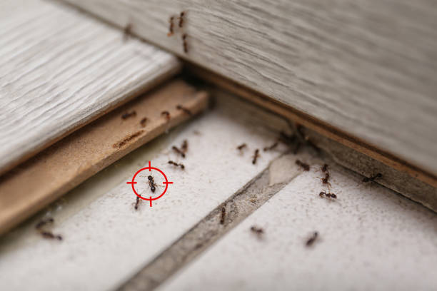 Best Pest Removal Services  in Elmwood Place, OH