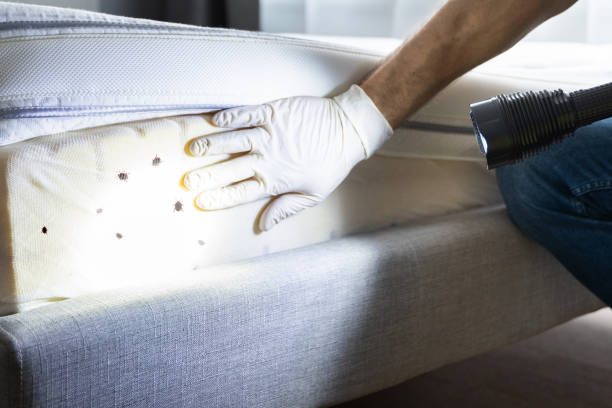 Best Emergency Pest Control  in Elmwood Place, OH