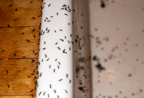 Best Affordable Pest Control Services  in Elmwood Place, OH