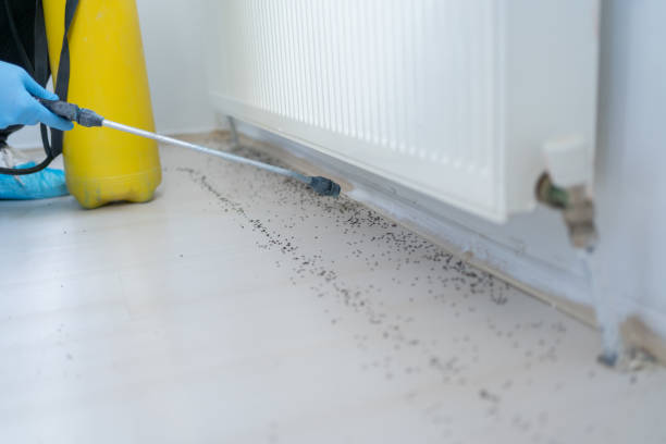 Best Flea Control Services  in Elmwood Place, OH